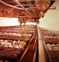 Plants: image 1 0f 4 thumb